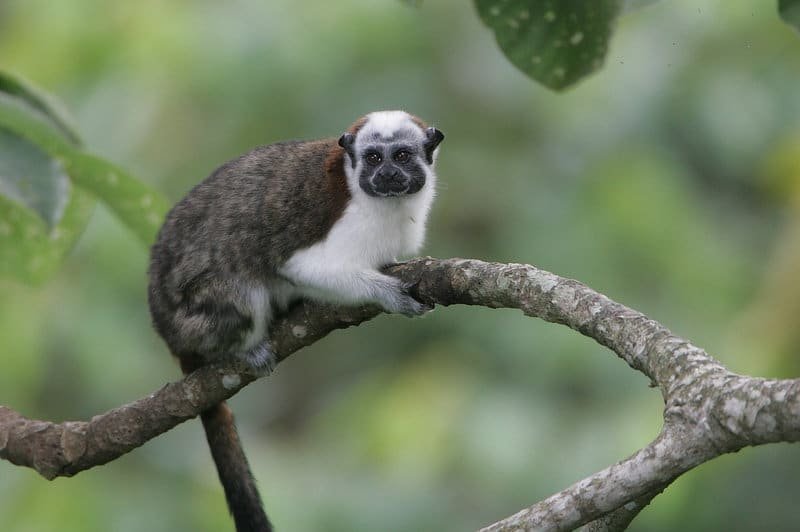 Tours de Natureza & Tribos Indígenas — Foto 5